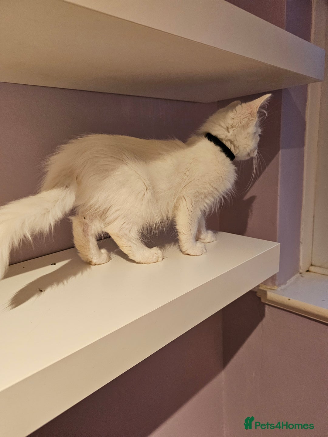 Ragdoll cats for sale: Loving half Ragdolls - Image 7