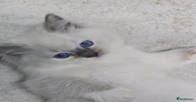 Ragdoll cats - Advert 1