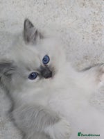 Ragdoll cats - Advert 1