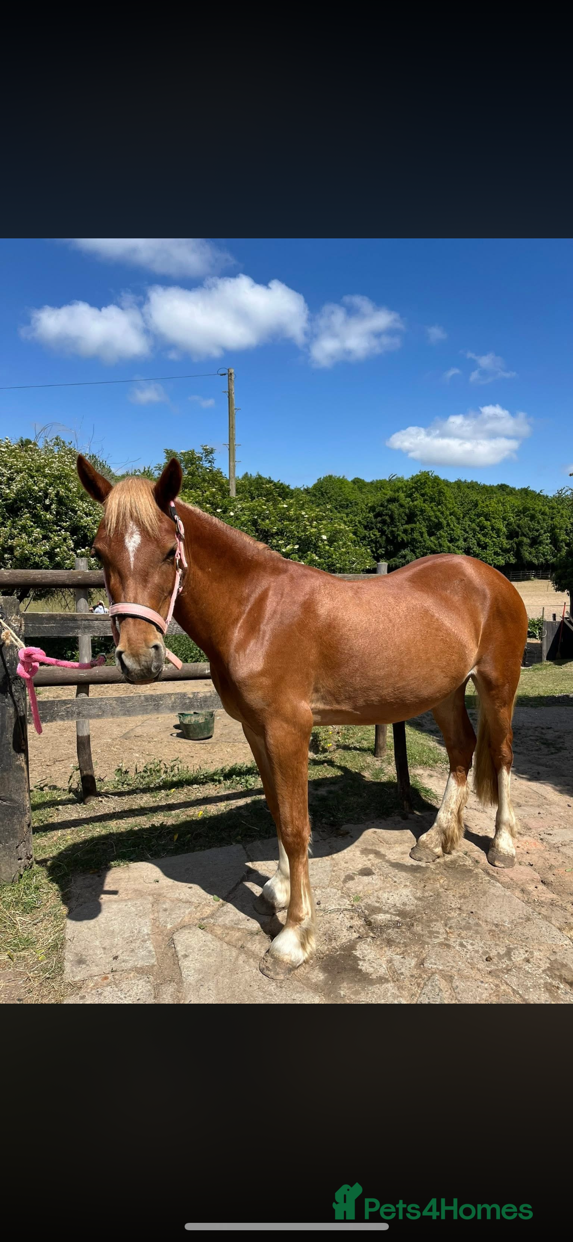 Welsh Section B horses ELSA🧡 - Advert 1