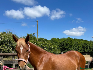 Welsh Section B horses ELSA🧡 - Advert 3