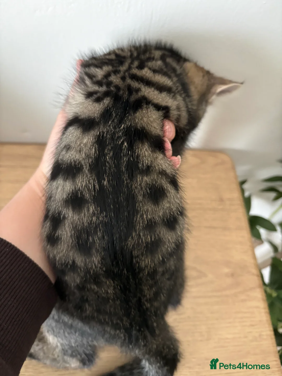 Mixed Breed cats for sale: Bengal mix kittens - Advert 16
