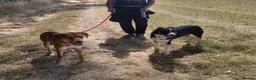 Mixed Breed dogs for adoption: Charlie is looking for a perfect home  in Hayling Island - Advert 8