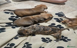 Mixed Breed dogs for sale: Mixed breed puppies - Advert 2