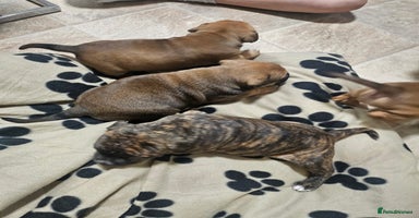 Mixed Breed dogs Mixed breed puppies - Advert 7