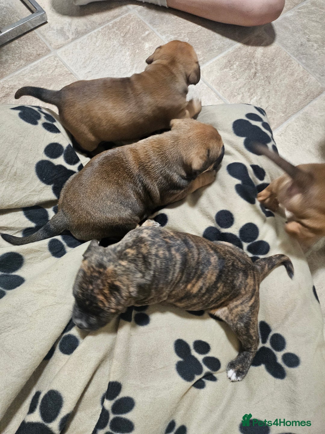 Mixed Breed dogs for sale: Mixed breed puppies - Advert 2