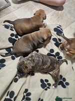 Mixed Breed dogs Mixed breed puppies - Advert 4