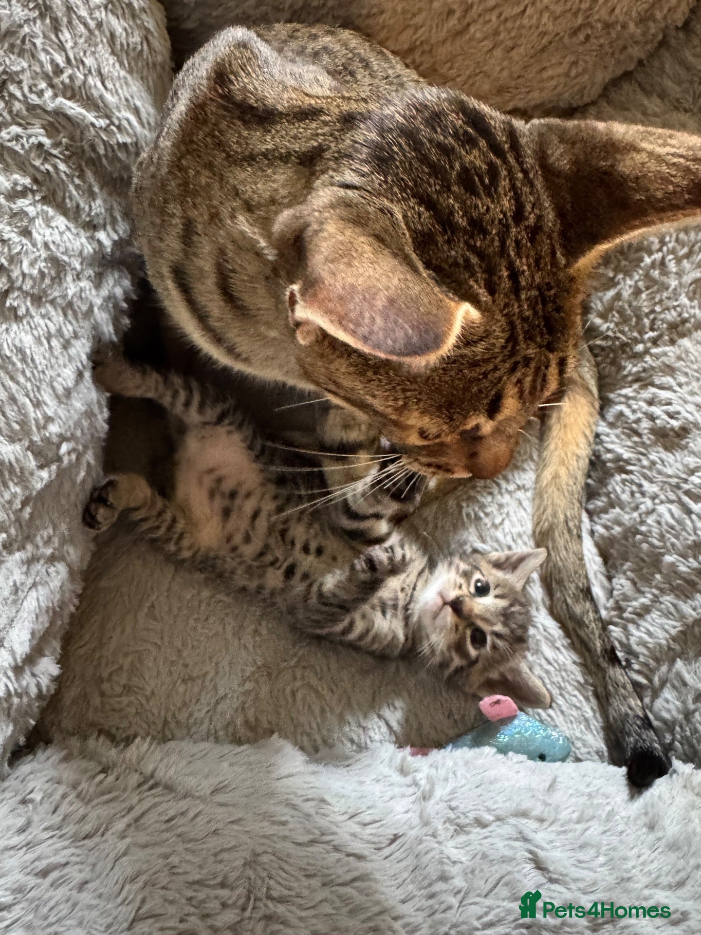 Mixed Breed cats for sale: Gorgeous Savannah kittens  - Advert 2
