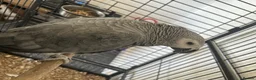 Parrots birds for sale: African Grey - Advert 2