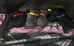 Whippet dogs for sale: 3 beautiful male whippets - Advert 4