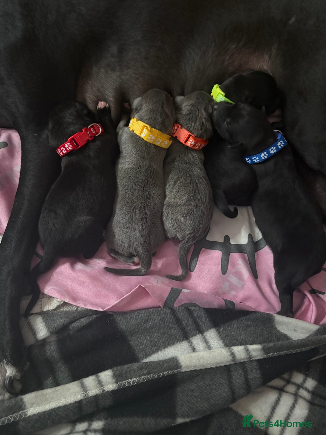 Whippet dogs for sale: 3 beautiful male whippets - Advert 4