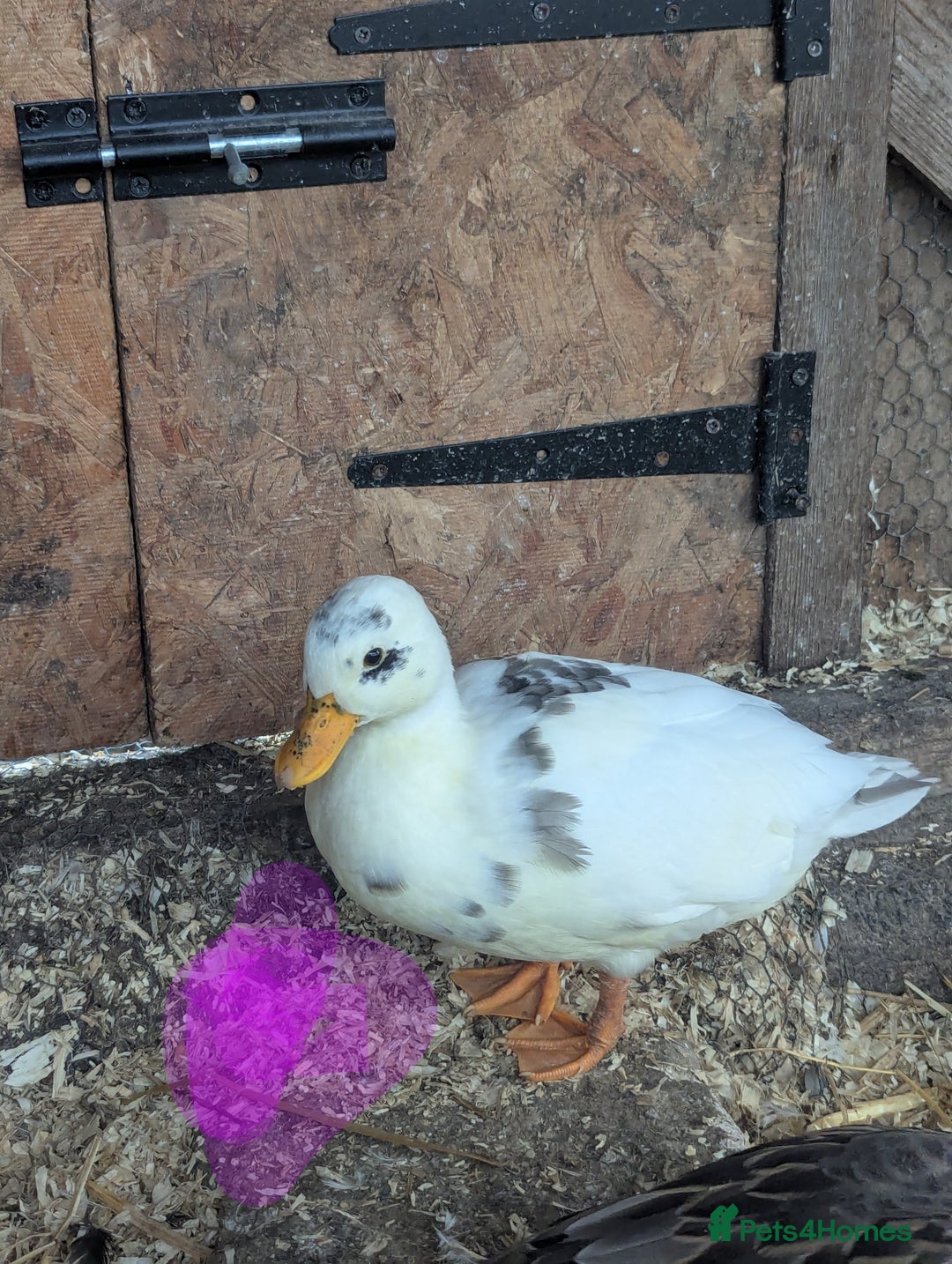 Ducks poultry for sale: Pure call ducks looking for a new pond.  - Image 8