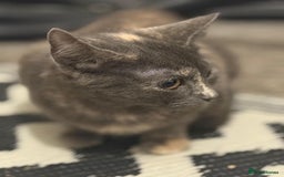 Mixed Breed cats for sale: Gorgeous lovely kittens looking for forever home  - Image 7
