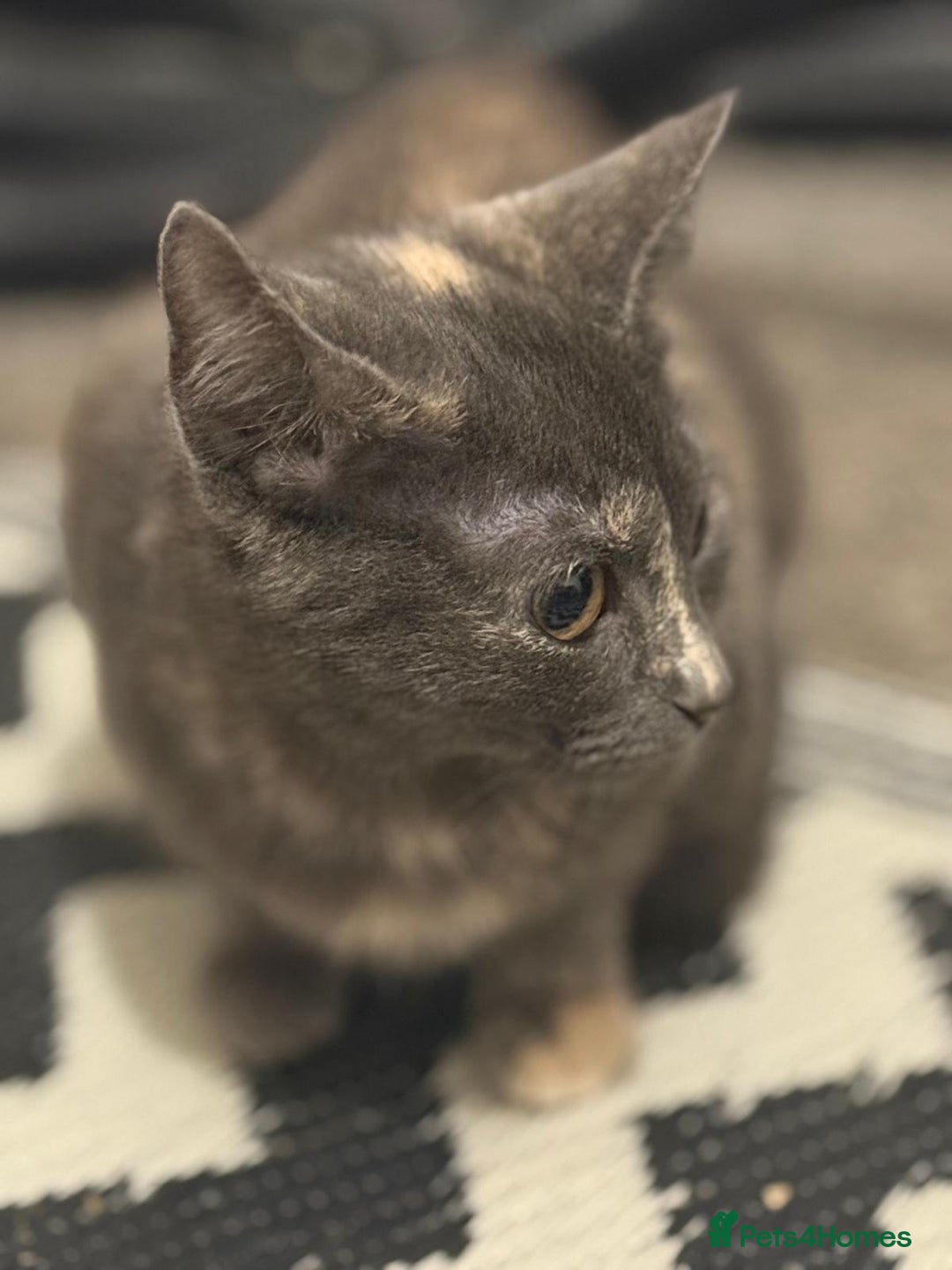 Mixed Breed cats for sale: Gorgeous lovely kittens looking for forever home  - Image 7