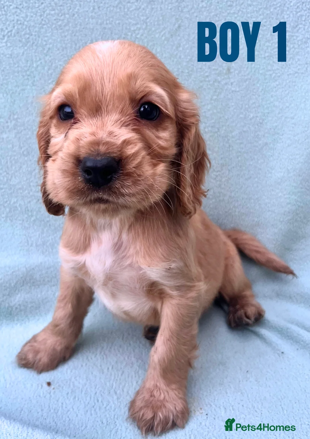 Cockapoo dogs for sale: ONE BOY LEFT.  F1 COCKAPOO - Advert 6