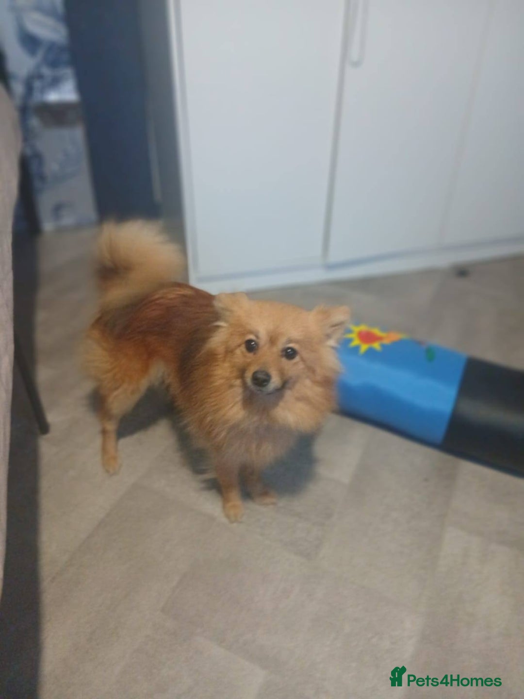Pomeranian dogs for sale: 1 male and one female pomeranian - Advert 2