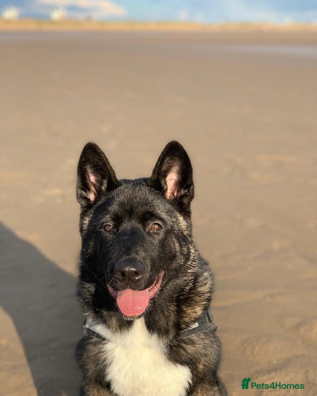 Akita dogs for sale: Kobe American Akita  - Advert 1