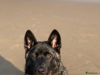 Akita dogs Kobe American Akita - Advert 1