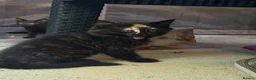 Mixed Breed cats for sale: Bengal cross kittens - Advert 6
