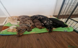 Dachshund dogs for sale: Beautiful litter of Miniature Dachshund puppies - Image 10