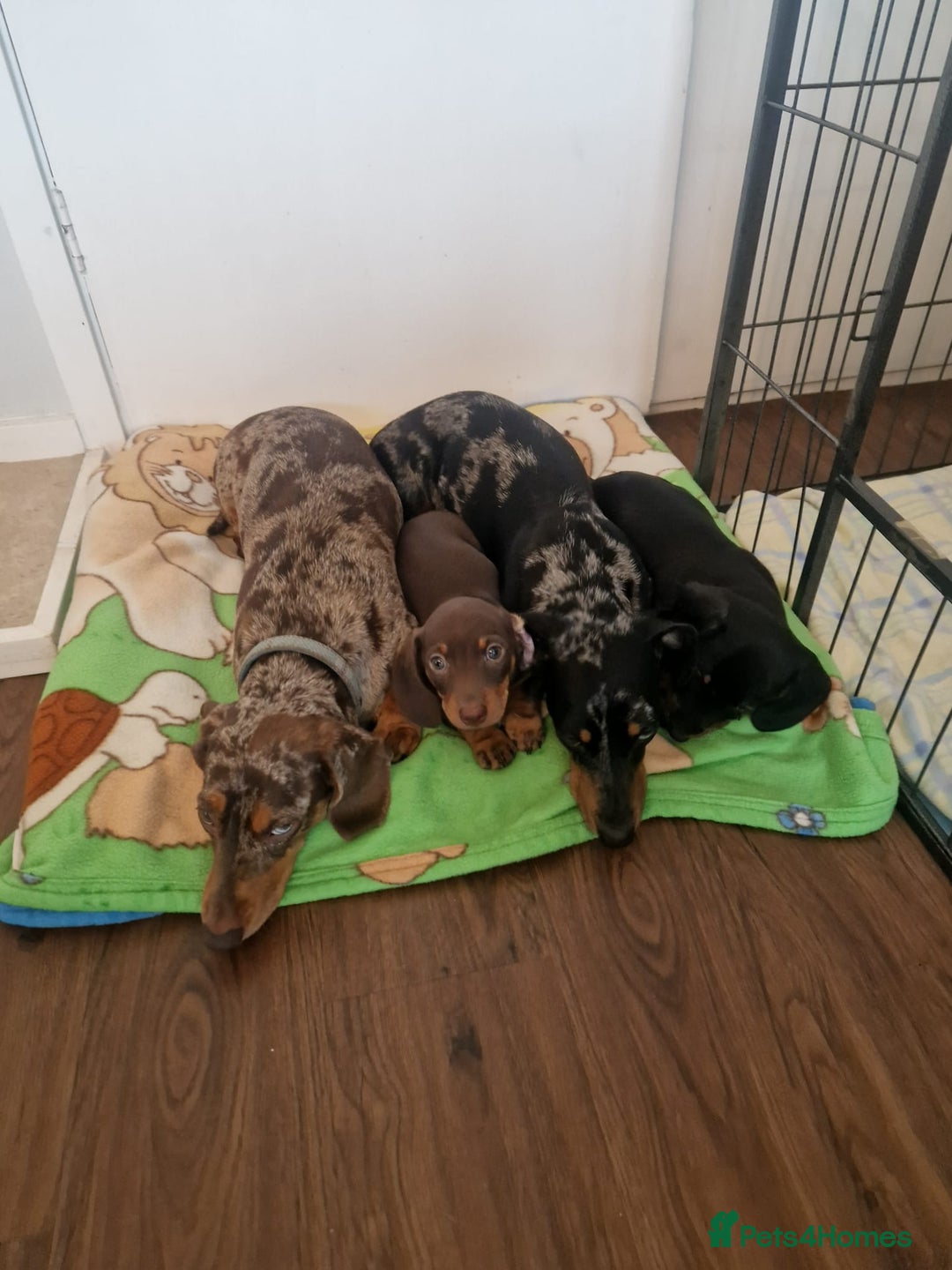 Dachshund dogs for sale: Beautiful litter of Miniature Dachshund puppies - Image 10