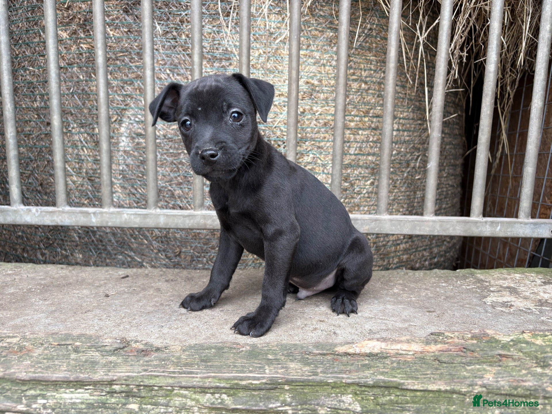 Patterdale Terrier dogs Quality 8 week old Patterdale Pups Available  - Advert 1