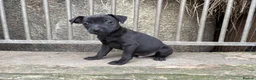 Patterdale Terrier dogs for sale: Quality 8 week old Patterdale Pups Available  - Advert 2