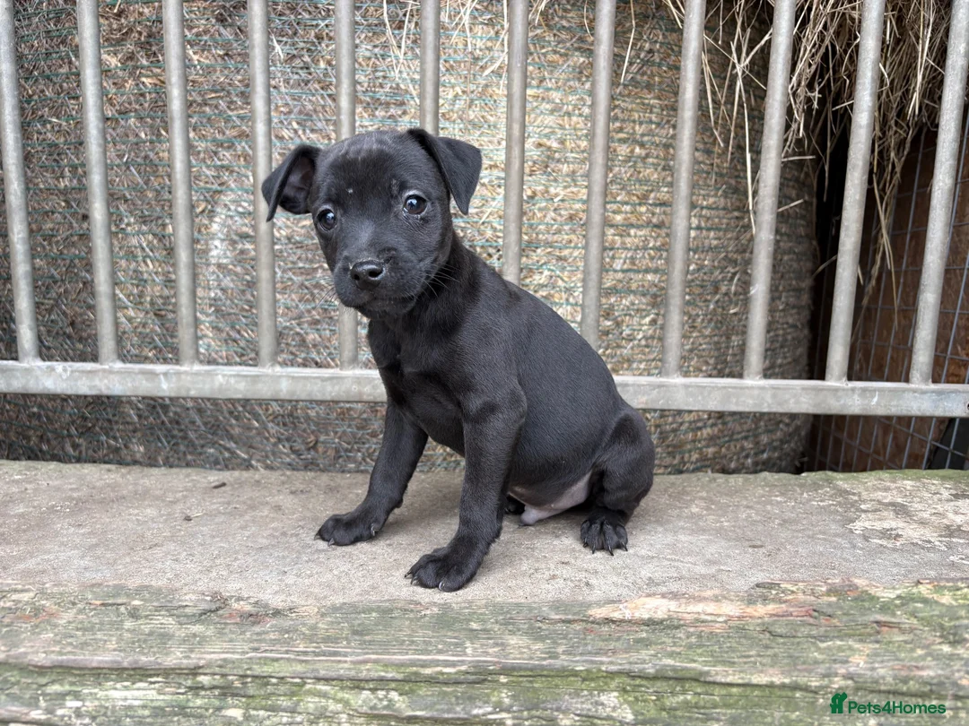Patterdale Terrier dogs for sale: Quality 8 week old Patterdale Pups Available  - Advert 2