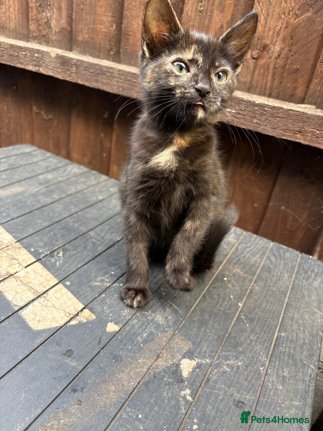 Domestic Shorthair cats for sale: 3 10week old Domestic Short hair kittens in Kettering - Advert 2