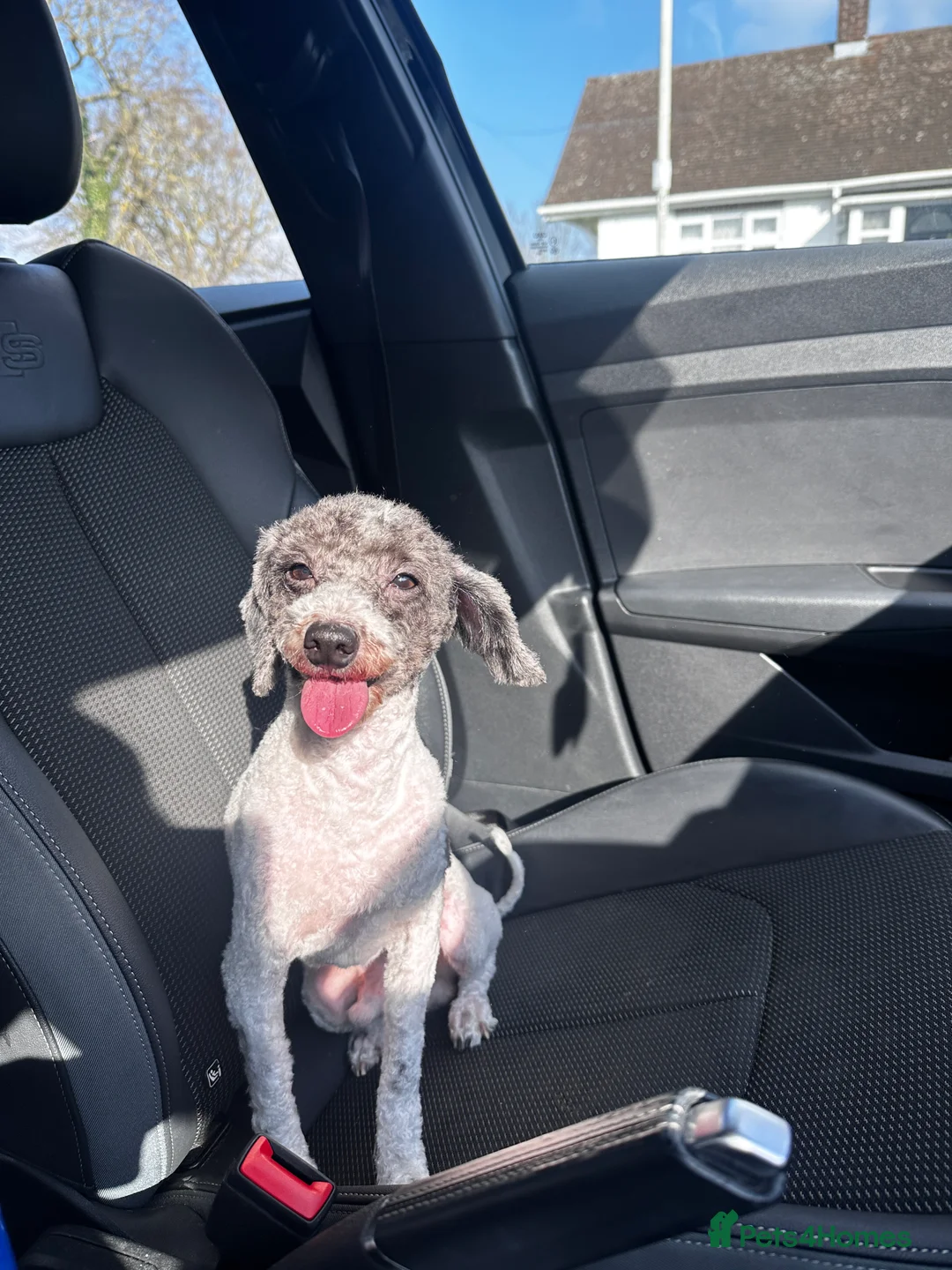 Toy Poodle dogs for stud: KC PROVEN toy poodle male for stud in Gerrards Cross - Advert 16