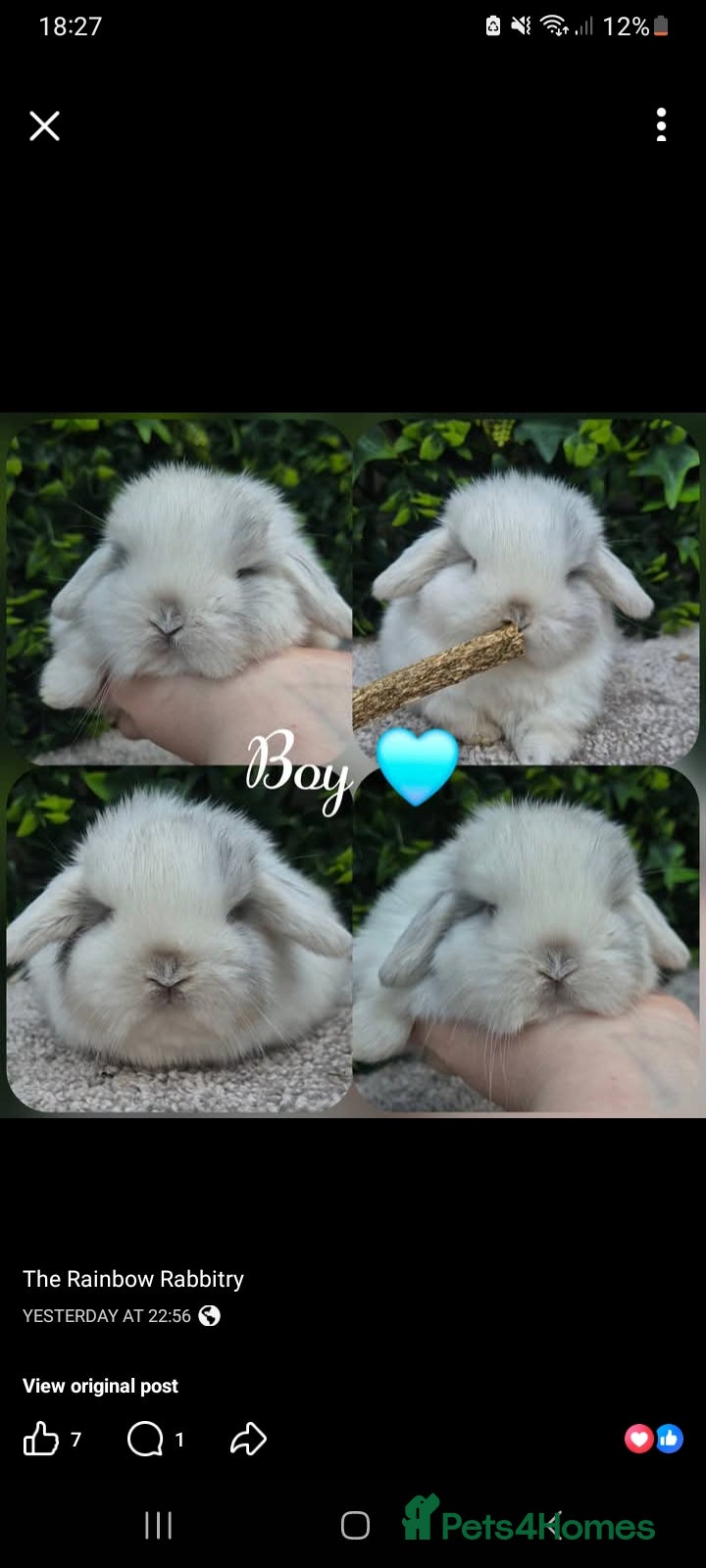 Mini Lop rabbits Blue pointed Magpie Buck 12 weeks ready now  - Advert 10