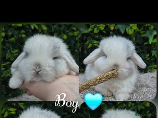 Mini Lop rabbits Blue pointed Magpie Buck 12 weeks ready now - Advert 10