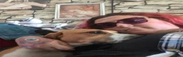 Mixed Breed dogs for sale: Amazing loyal beagle - Advert 13