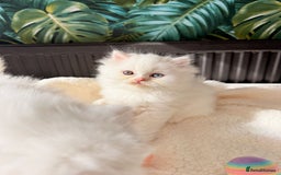 Persian cats for sale: Persian kitten for sale - Image 6