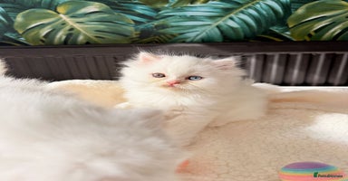 Persian cats - Advert 5