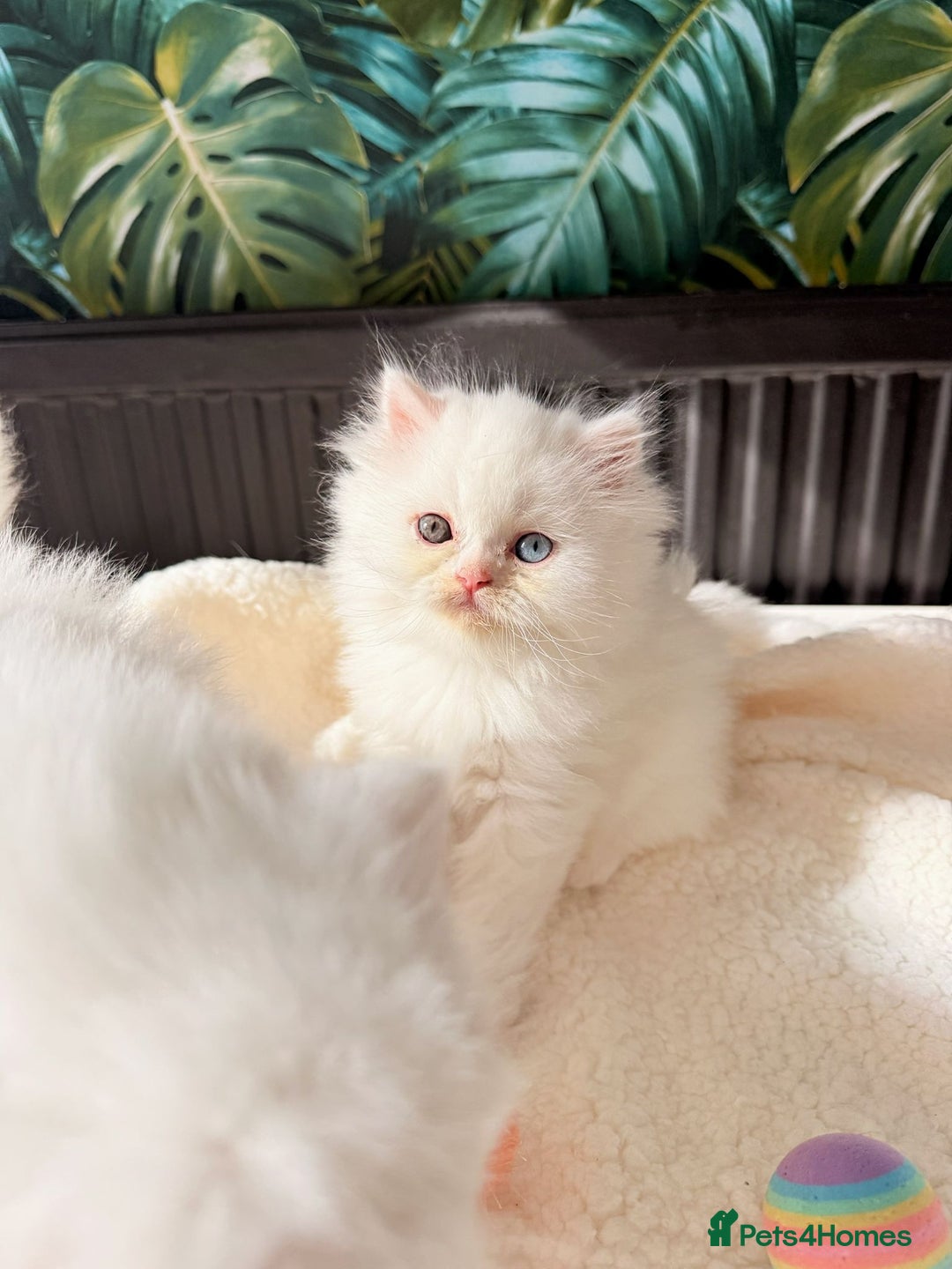 Persian cats for sale: Persian kitten for sale - Image 6