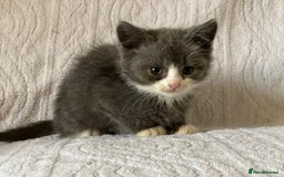 British Shorthair cats for sale: British shorthair kittens  - Image 15