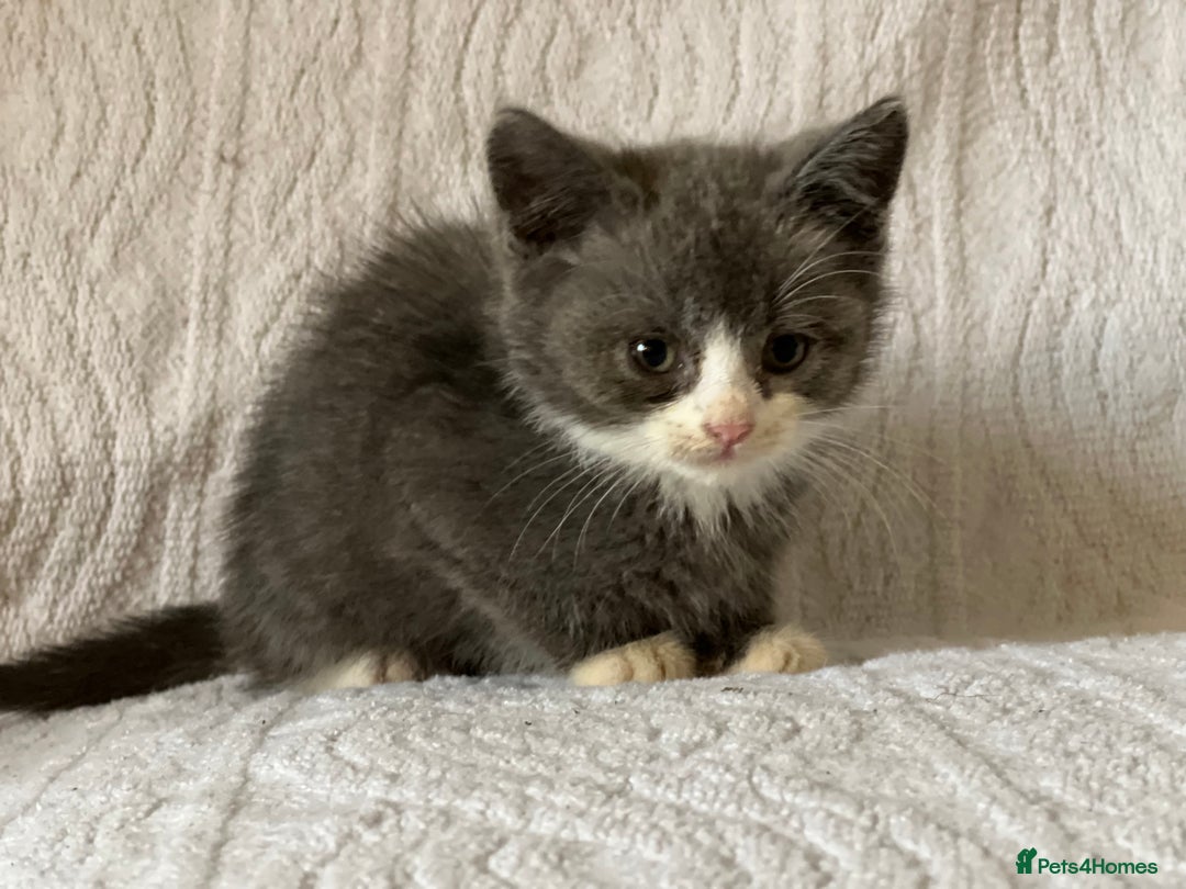 British Shorthair cats for sale: British shorthair kittens  - Image 15