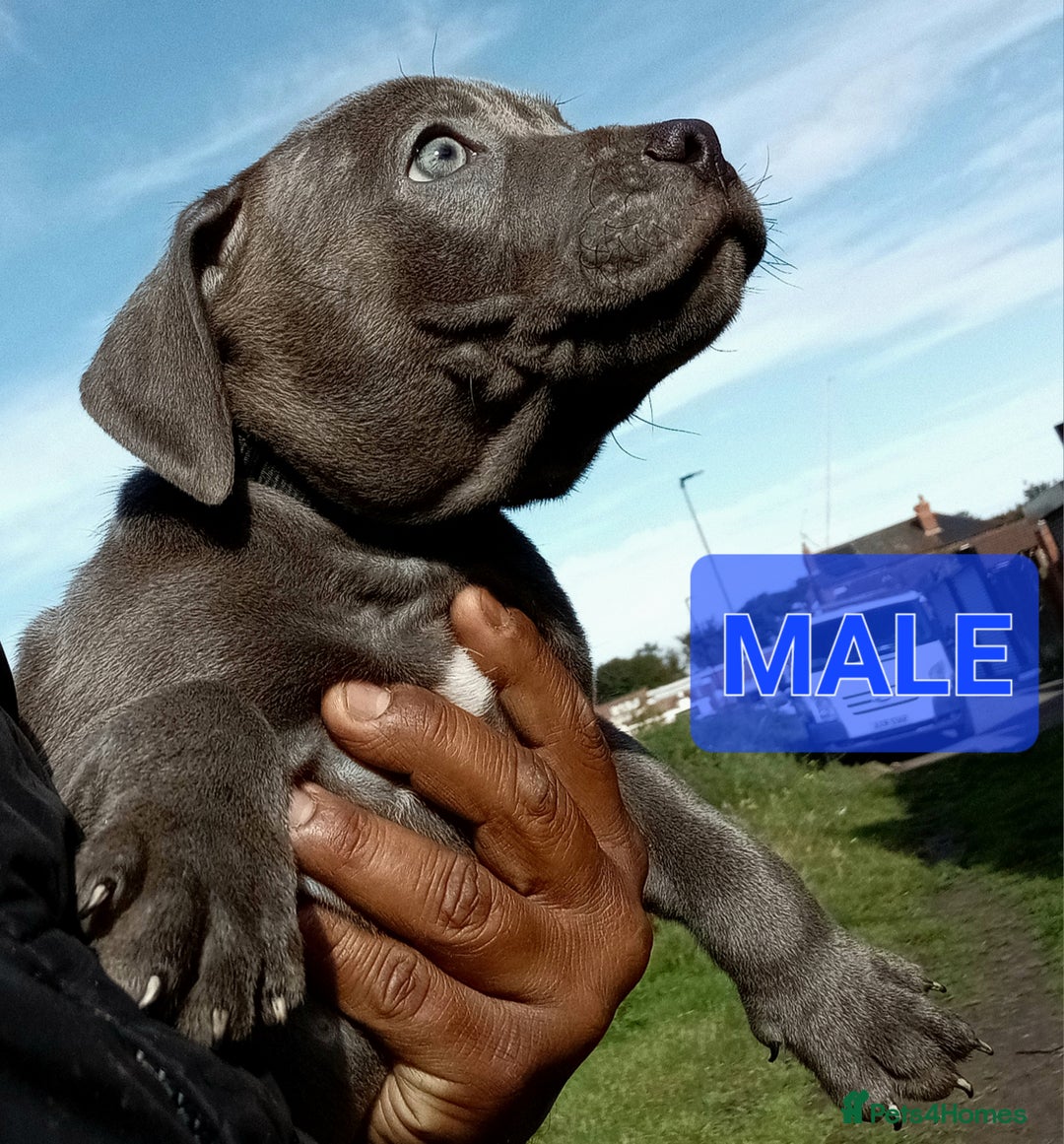Staffordshire Bull Terrier dogs for sale: CHUNKY blue Staffordshire bull terror puppys - Image 10