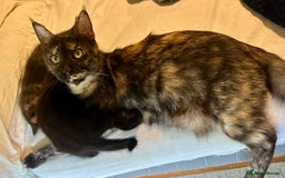 Mixed Breed cats for sale: READY NOW! Beautiful Maine Coon x female - Image 5