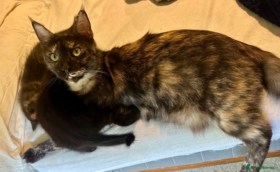 Mixed Breed cats for sale: READY NOW! Beautiful Maine Coon x female - Image 5