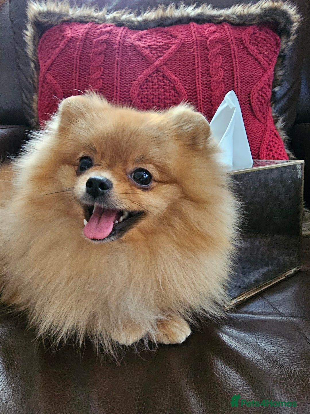 Pomeranian dogs for sale: RKC Registered Girl – 11 Months Old, Tiny 2.1kg - Advert 9