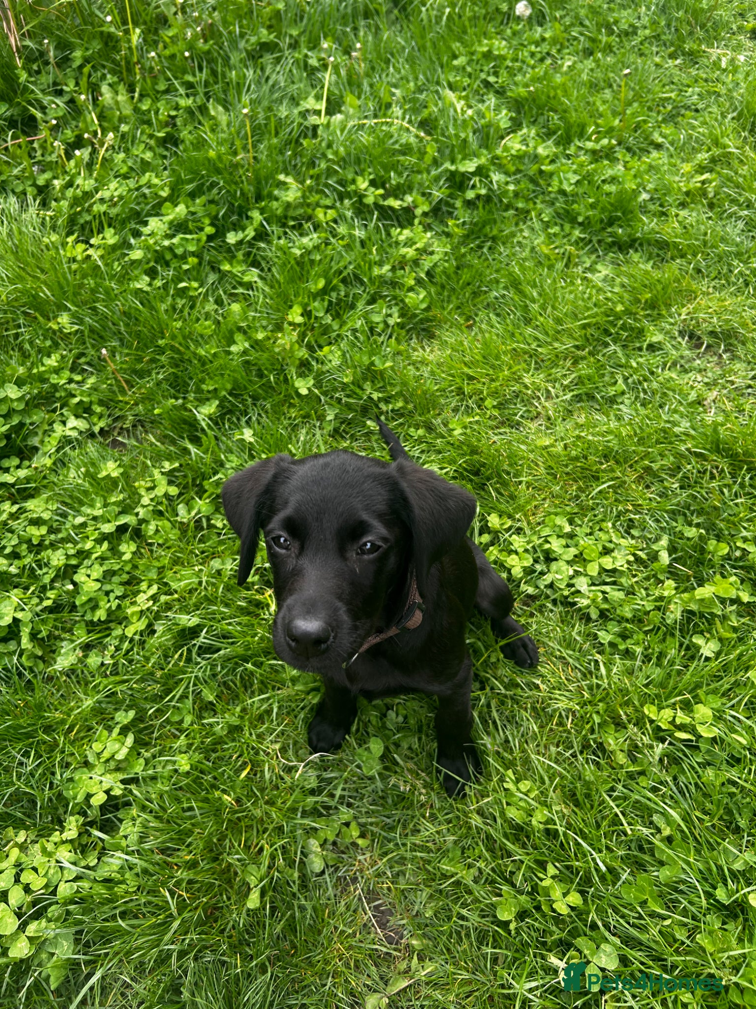 Labrador Retriever dogs Trained Labrador for sale  - Advert 13