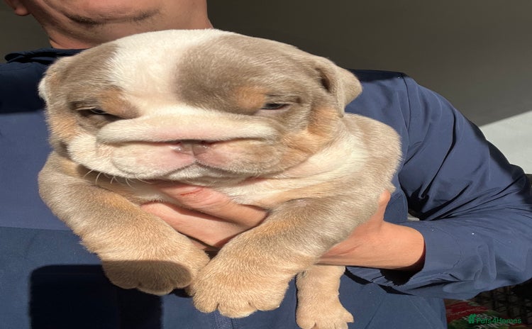 English Bulldog dogs - Advert 16