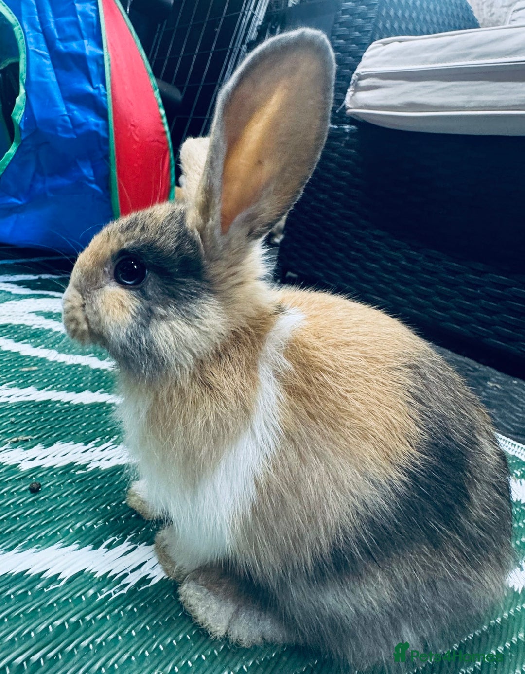Mini Lop rabbits for sale: Mini Lops & H/LopxLion nearly7w Read description) - Image 28