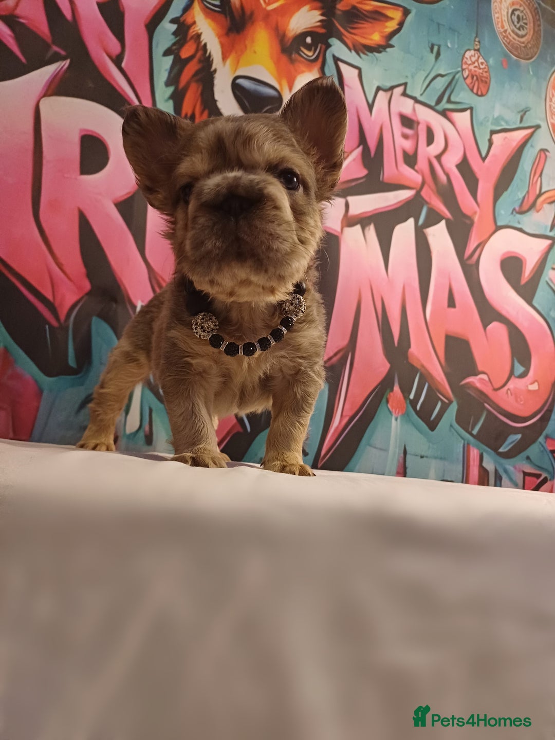 French Bulldog dogs for sale: Adorable fluffy frenchies ready for loving homes - Advert 5