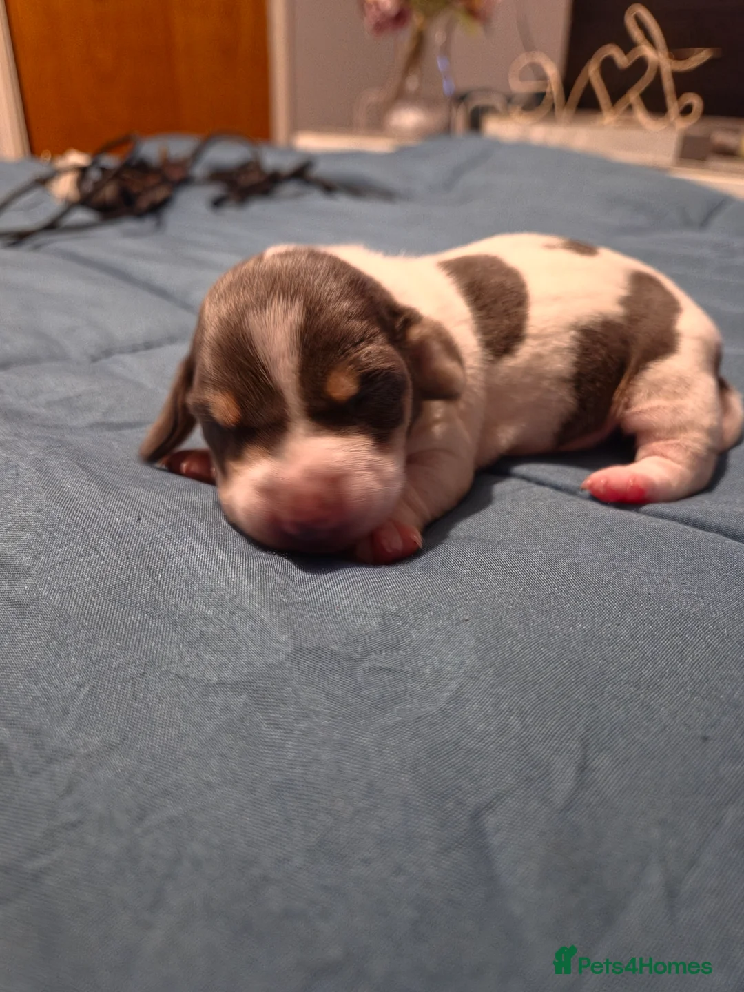 Dachshund dogs for sale: Miniature Smooth Haired Dachshund Puppies  in Stoke-on-Trent - Advert 2