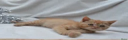 Persian cats for sale: (1 LEFT) Adorable Purebred Persian Kittens!!! - Advert 1
