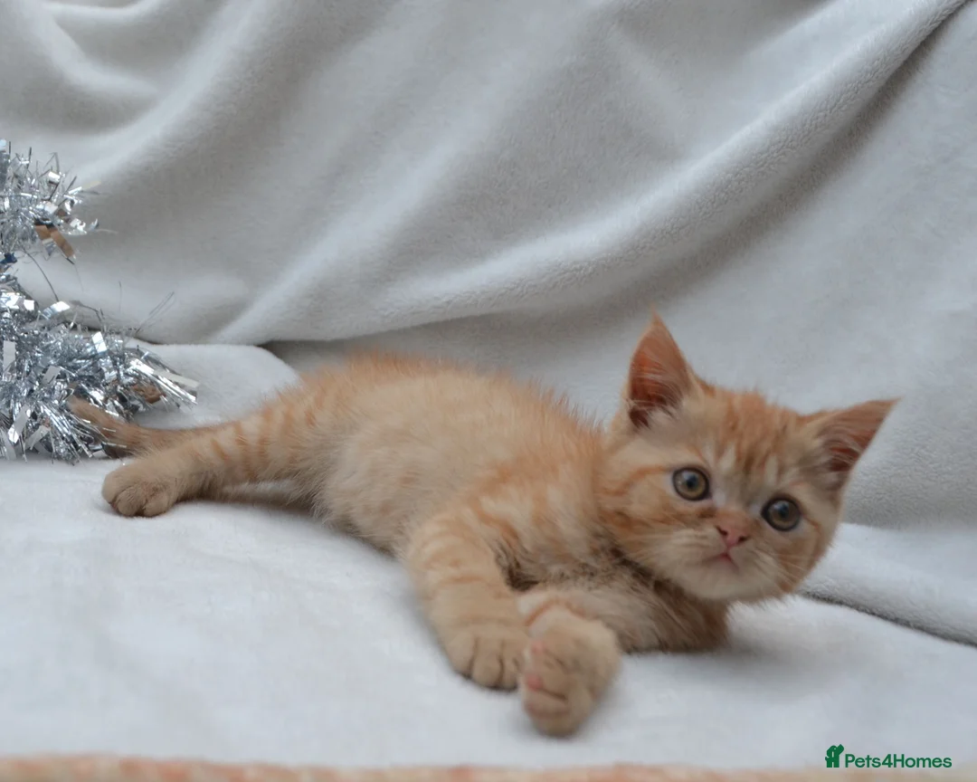 Persian cats for sale: (1 LEFT) Adorable Purebred Persian Kittens!!! - Advert 1