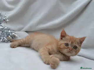 Persian cats (1 LEFT) Adorable Purebred Persian Kittens!!! - Advert 18